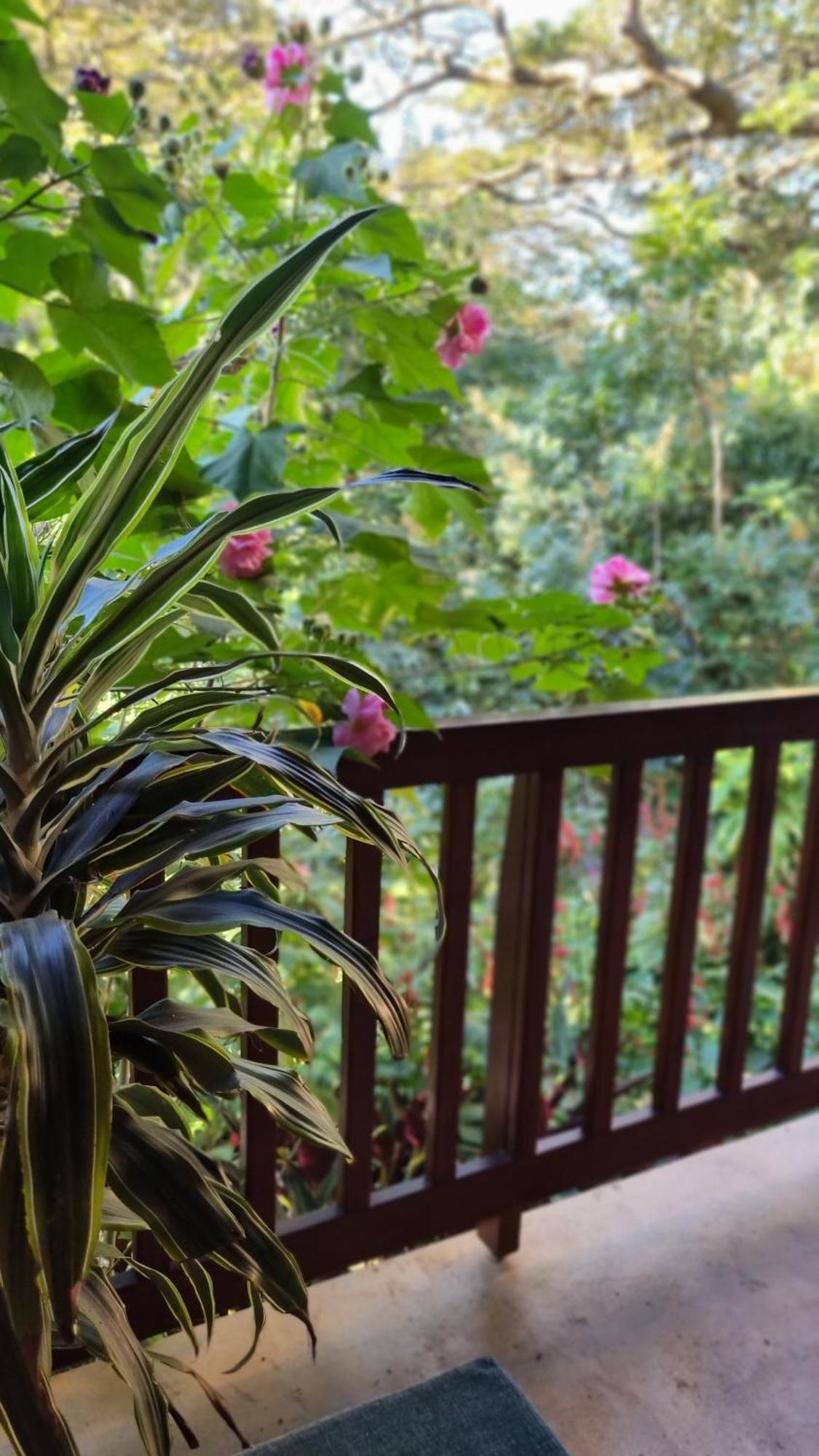 Honeywood Forest Lodge ميناء شيبستون المظهر الخارجي الصورة